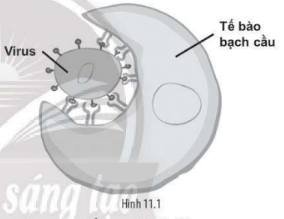 Hình 11.1 đang mô tả quá trình nào?