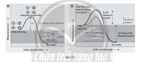 Quan sát hình sau và cho biết có bao nhiêu phát biểu đúng?