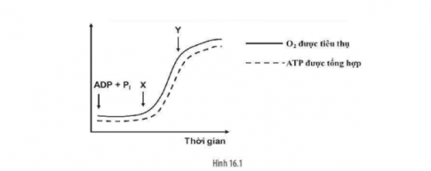 Khi cho một ti thể tinh sạch vào dung dịch đệm có chứa ADP, Pi. Sau đó lần lượt cho một chất X có thể bị oxi hóa ...