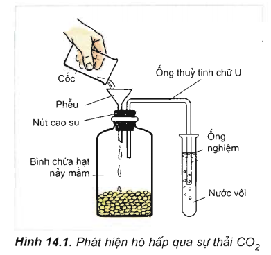 Giải sinh 11 bài 14 : Thực hành phát hiện hô hấp ở thực vật