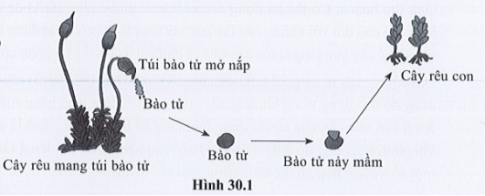 Quan sát hình 30.1 và kể tên các giai đoạn sinh trưởng và phát triển của cây rêu.