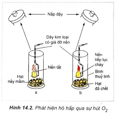 Giải sinh 11 bài 14 : Thực hành phát hiện hô hấp ở thực vật