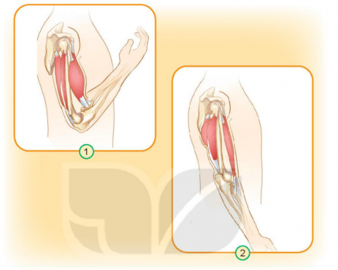 [Kết nối tri thức và cuộc sống] Giải tự nhiên xã hội 2 bài 21: Tìm hiểu cơ quan vận động