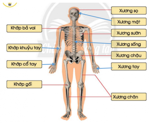 [Chân trời sáng tạo] Soạn tự nhiên và xã hội 2 bài 19: Cơ quan vận động