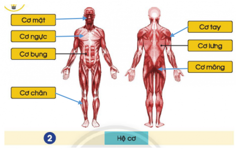 [Chân trời sáng tạo] Soạn tự nhiên và xã hội 2 bài 19: Cơ quan vận động