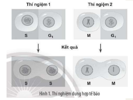 Sự kiểm soát chu kì tế bào bằng hệ thống phân tử trong tế bào chất đã được chứng minh thông qua thí nghiệm của Potu Rao ...