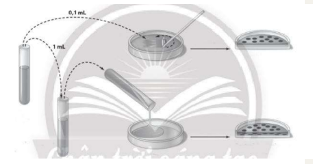  Quan sát hình sau và cho biết điểm khác biệt trong hai phương pháp cấy vi sinh vật.