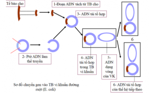 Hình 26.1 mô tả quy trình tạo giống vi sinh vật để đưa vào ứng dụng trong thực tế. Quan sát hình và trả lời các câu hỏi sau.