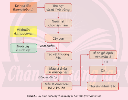  Một bạn học sinh đã đề xuất quy trình chưa hoàn chỉnh trong nuôi cấy rễ cây từ cây ké hoa đào (Urena lobata) để thu nhận hoạt chất có hoạt tính ...