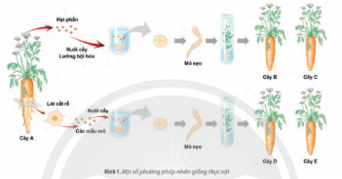 Ngày nay, để nhân giống các loài thực vật một cách nhanh chóng, các nhà khoa học thường sử dụng hai phương pháp được mô tả ở Hình 1.