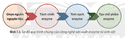 Quy trình sản xuất công nghệ enzyme bao gồm những giai đoạn nào?