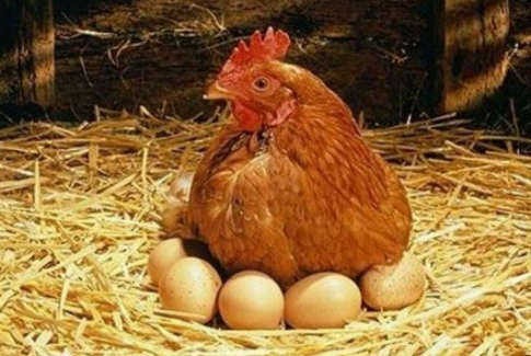 Tập tính sinh sản thú vị của loài gà