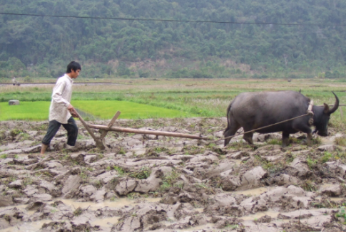 Giá trị to lớn của trâu đối với nhà nông