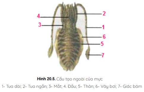 Giải sinh 7 bài 20: Thực hành Quan sát một số thân mềm