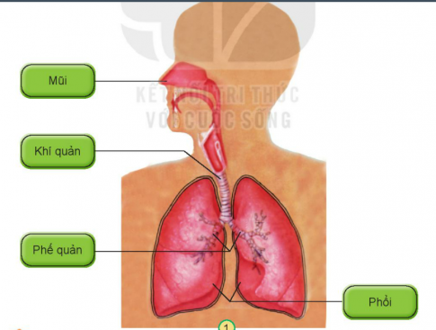  Tìm hiểu cơ quan hô hấp