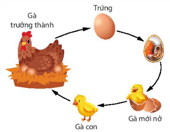 Trắc nghiệm KHTN 7 kết nối bài 37 Ứng dụng sinh trưởng và phát triển ở sinh vật vào thực tiễn