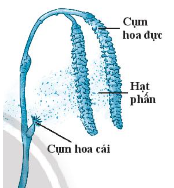 Trắc nghiệm KHTN 7 kết nối bài 41 Một số yếu tố ảnh hưởng và điều hòa, điều khiển sinh sản ở sinh vật