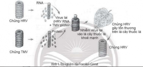 HRV (Holmes ribgrass virus) và TMV (Tobacco mosaic virus) là hai chủng virus đều gây bệnh khảm thuốc lá nhưng vết thương trên lá khác nhau.