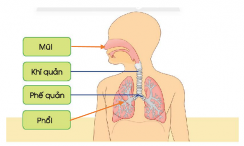 [Chân trời sáng tạo] Soạn tự nhiên và xã hội 2 bài 21: Cơ quan hô hấp