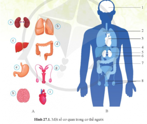 Dựa vào hình 27.1 nêu tên và chức năng của các cơ quan. Từ đó nêu khái quát chức năng của mỗi hệ cơ quan.