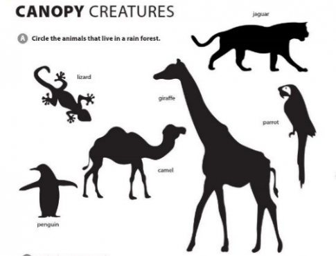 [Cánh Diều] Explore English: Unit 1: Canopy Creatures