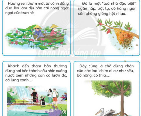 [Chân trời sáng tạo] Giải tiếng việt 2 bài ôn tập 2