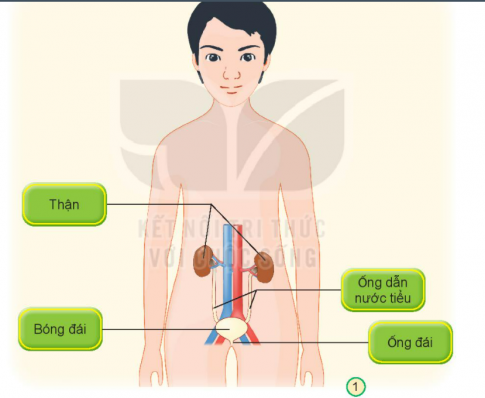 [Kết nối tri thức và cuộc sống] Giải tự nhiên xã hội 2 bài 25: Tìm hiểu cơ quan bài tiết nước tiểu [nid:78087]