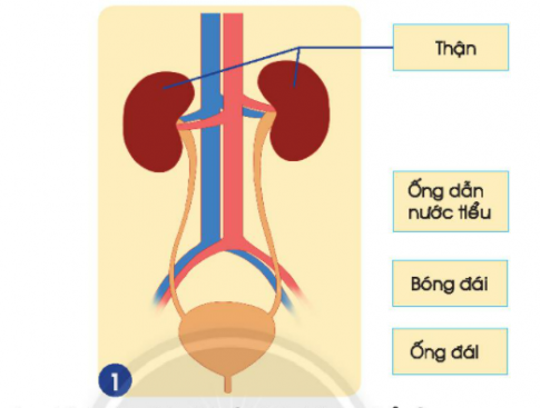 [Chân trời sáng tạo] Soạn tự nhiên và xã hội 2 bài 23: Cơ quan bài tiết nước tiểu