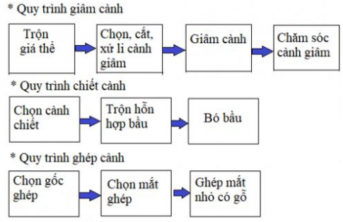 Em hãy tóm tắt kĩ thuật trồng hoa hồng bằng sơ đô