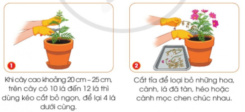 Quan sát hình và đọc thông tin dưới đây, em hãy mô tả việc cắt tỉa cây hoa cúc chuồn