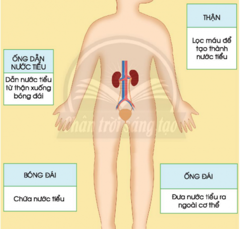 [Chân trời sáng tạo] Soạn tự nhiên và xã hội 2 bài 23: Cơ quan bài tiết nước tiểu