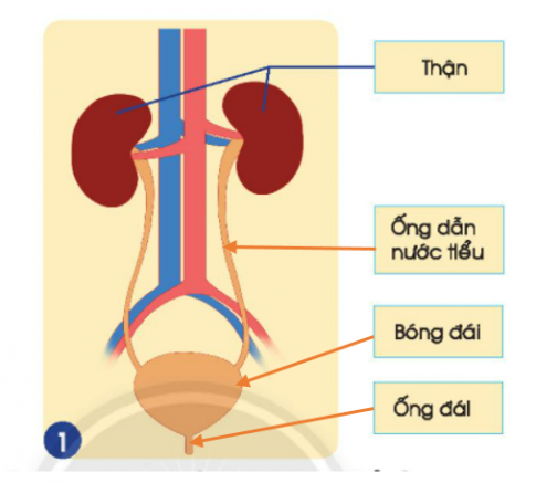 [Chân trời sáng tạo] Soạn tự nhiên và xã hội 2 bài 23: Cơ quan bài tiết nước tiểu