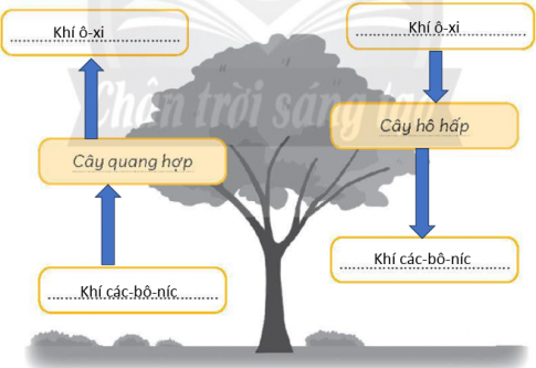 Vẽ thêm mũi tên và chọn các cụm từ: khí các-bô-níc, khí ô-xi để viết vào chỗ (...) trong hình dưới đây nhằm thể hiện sự trao đổi khí giữa cây xanh với môi trường khi cây quang hợp và hô hấp.