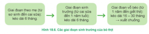 Quy trình nuôi dưỡng, chăm sóc bò thịt ở Hình 18.6 được thực hiện theo mấy giai đoạn? Việc phân chia theo các giai đoạn sinh trưởng nhằm mục đích gì?