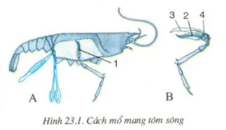 Giải sinh 7 bài 23: Thực hành Mổ và quan sát tôm sông