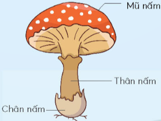 Vẽ nấm và viết tên một số bộ phận chính của nấm vào khung dưới đây. Em nhớ trang trí cho thật đẹp.