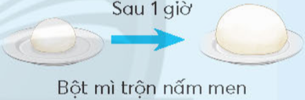 a) Vẽ kích thước của khối bột mì có trộn nấm men và khối bột mì không trộn nấm men sau 1 giờ vào khung dưới đây.  b) Em so sánh kích thước của hai khối bột mì trên