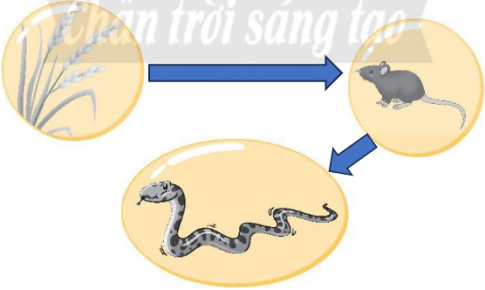 Hãy vẽ các mũi tên để hoàn thành chuỗi thức ăn từ các sinh vật sau.