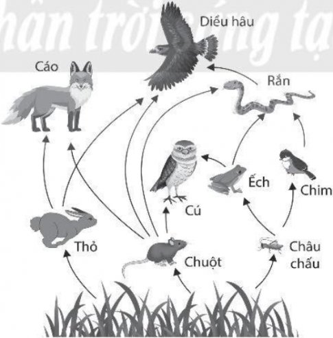 Hãy viết vào chỗ (...) tất cả các chuỗi thức ăn có trong sơ đồ dưới đây.