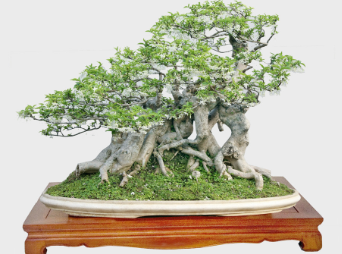Hãy sưu tầm ảnh hoặc mô tả hình dạng và thế cây xanh ở địa phương em?