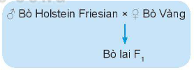 đàn lợn thịt F1 có thể trọng cao, tốc độ tăng trọng nhanh, tỷ lệ thịt nạc cao hơn so với lợn thịt Móng Cái