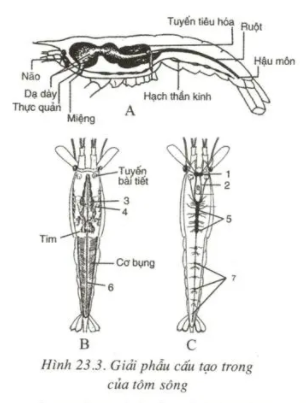 Giải sinh 7 bài 23: Thực hành Mổ và quan sát tôm sông