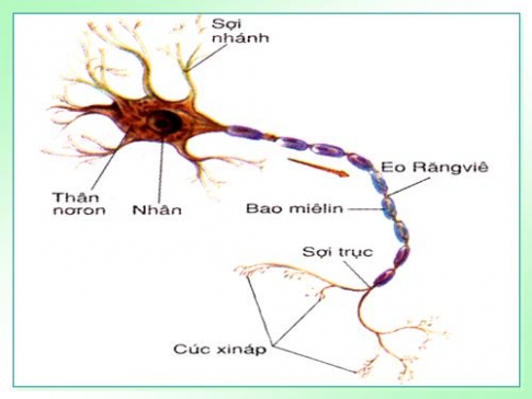 Giải bài 6 sinh 8: Phản xạ