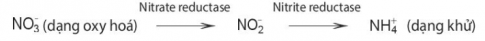 Nitrogen vô cơ () cây hấp thụ vào được chuyển hóa thành nitrogen trong các hợp chất hữu cơ (amino acid, protein, ...) theo những cách nào?