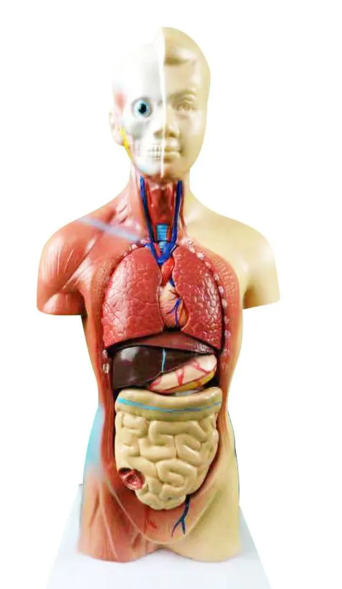 Sưu tầm tranh ảnh một số sản phẩm được tạo ra bằng công nghệ in 3D và cho biết công nghệ in 3D nào tạo ra sản phẩm đó