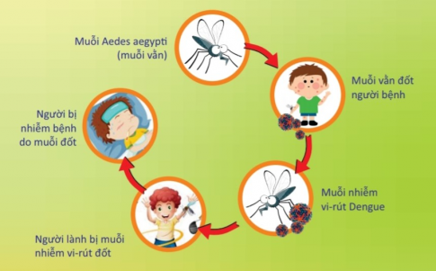 sơ đồ thể hiện các mắt xích của chu trình lây nhiễm dịch sốt xuất huyết