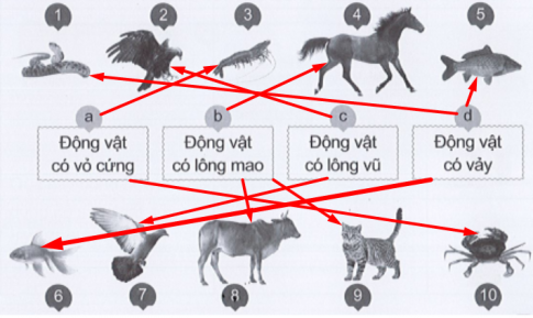 Nối hình các con vật với ô chữ chỉ nhóm động vật cho phù hợp