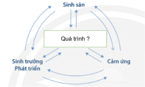 Hoạt động còn thiếu trong sơ đồ trên là