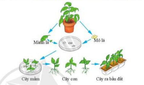 Hình ảnh trên mô tả quá trình nhân giống cây bằng phương pháp nào sau đây?